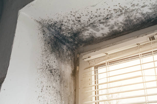 Affordable Basement Mold Removal solutions in Confluence, PA